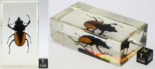 Escaravelho veado asiatico (Odontolabis femoralis)
