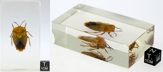 Percevejo oriental (Tessaratomidae)