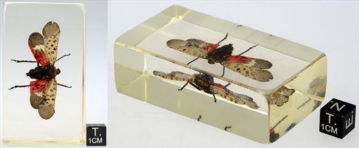 Fulgorideo manchado (Lycorma delicatula)