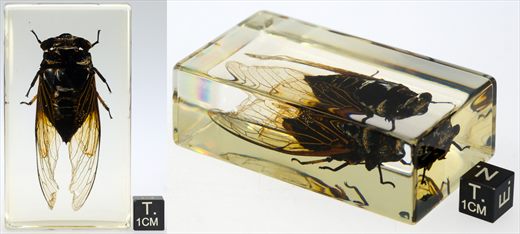 Cigarra negra tropical (Cicadidae)