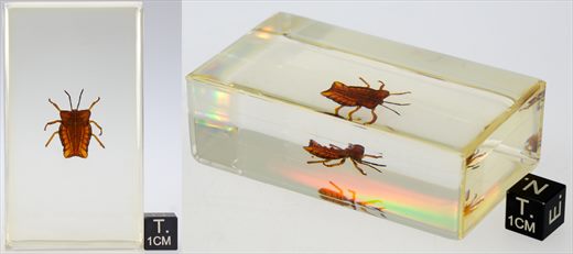 Percevejo sugador de frutos (Tessaratoma papillosa)
