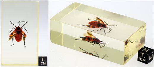 Percevejo japones (Parastrachia japonensis)