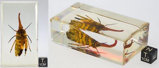 Fulgorideo asiatico (Pyrops candelaria)