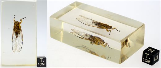 Cigarra exotica (Pomponia sp.)