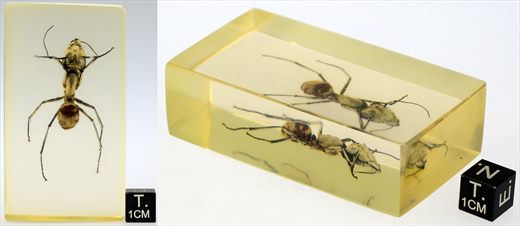 Formiga gigante (Dinomyrmex gigas)