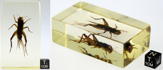 Grilo asiatico (Gryllidae)