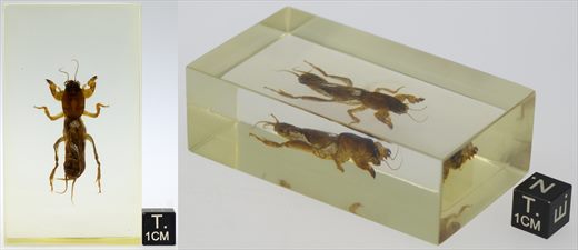 Grilo toupeira (Gryllotalpa sp.)