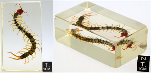 Escolopendra asiatica (Scolopendra sp.)
