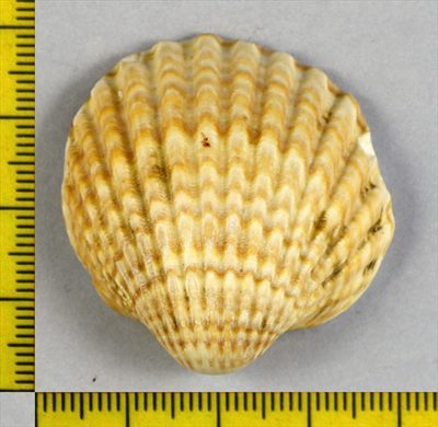 Concha
