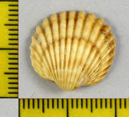Berbigao