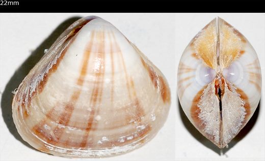 Tivela 22mm