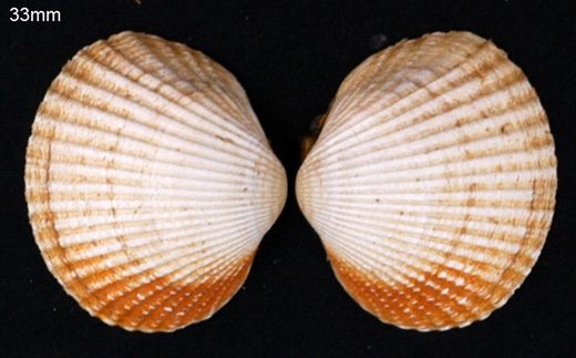 berbigao-vulgar (Cerastoderma edule) 33mm