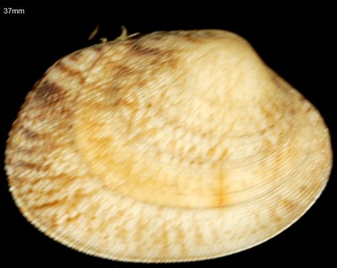 Antigona laqueata 37mm