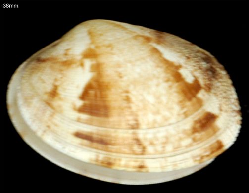 almeja rubia (Polititapes rhomboides) 38mm