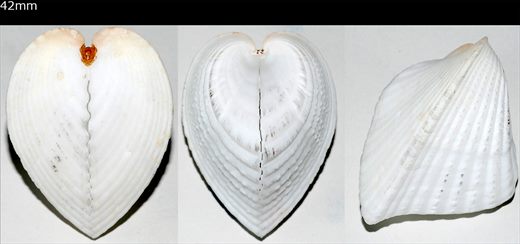 Lunulicardia retusa 42mm