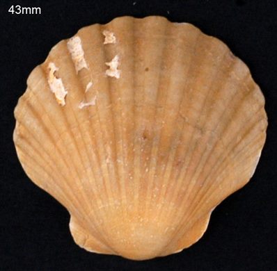 Vieira (Pecten maximus) 43mm