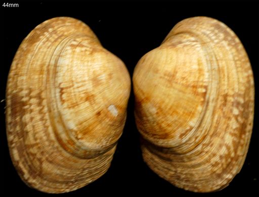 Spisula isabelleana 44mm