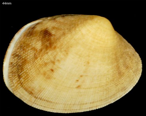 Ruditapes largillierti 44mm