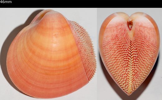 Nemocardium bechei 46mm