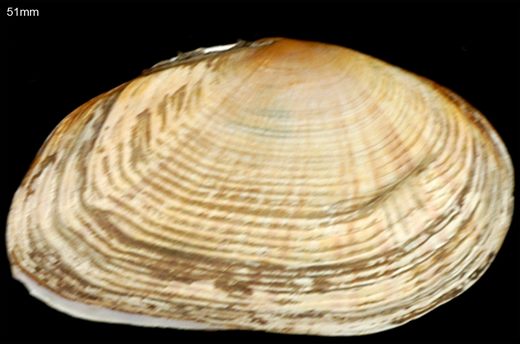 almeja babosa (Venerupis corrugata) 51mm