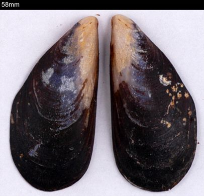 Mexilhao (Mytilus platensis) 58mm