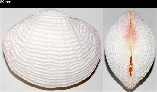 Fimbria fimbriata 59mm