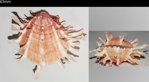 Spondylus foliaceus 63mm