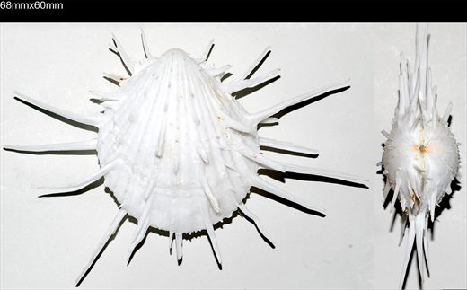Spondylus imperialis Chenu 68mm