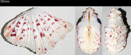 Hippopus hippopus 70mm