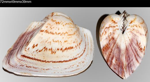 Cucullaea labiata 72mm