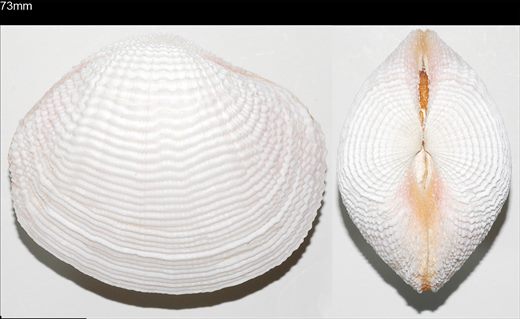 Fimbria fimbriata 73mm