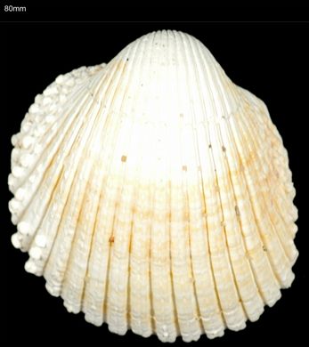 Fragum unedo 80mm