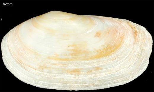 Mya arenaria 82mm