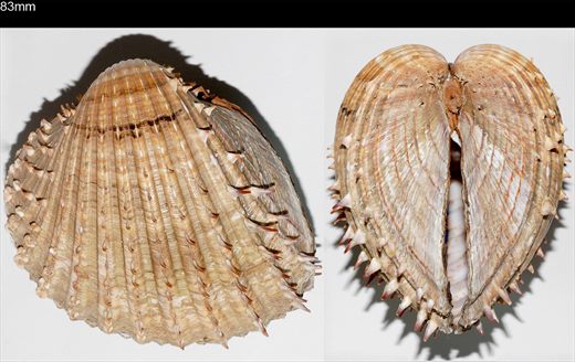 Acanthocardia aculeata 83mm