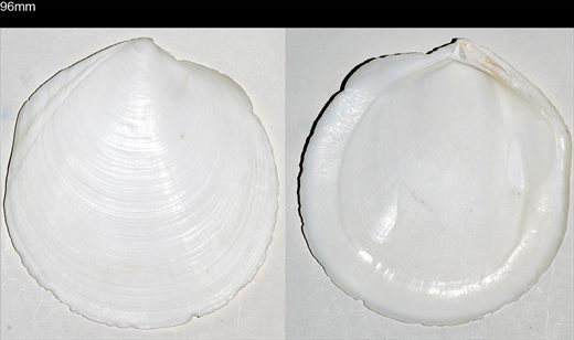 Cyclinella tenuis 96mm