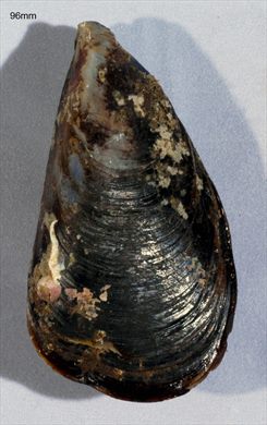 Mexilhao (Mytilus) 96mm