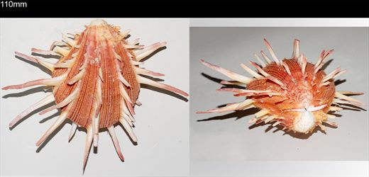 Spondylus regius 110mm