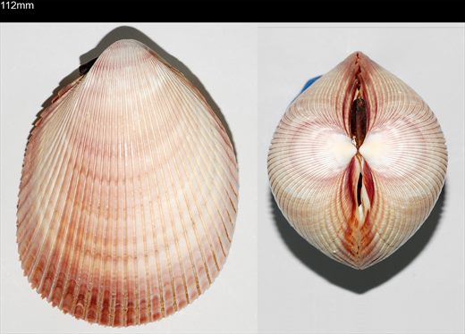 Vasticardium elongatum 112mm