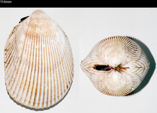 Trachycardium egmontianum 114mm