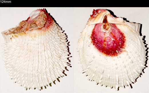 OSTRA espinosa (SPONDYLUS varius) 124mm
