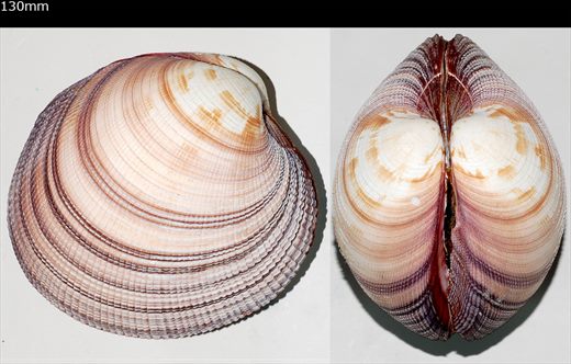 Femorale - Antigona magnifica 130mm