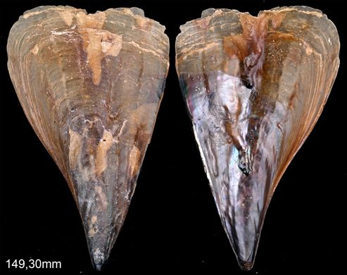 Atrina fragilis 149,30mm