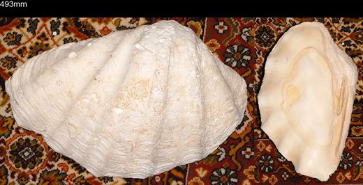 Ameijoa Gigante 493mm