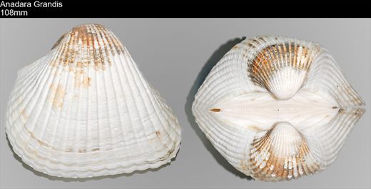 Anadara Grandis 108mm