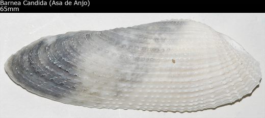 Barnea Candida (Asa de Anjo) 65mm