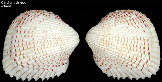 Cardium Unedo 48mm