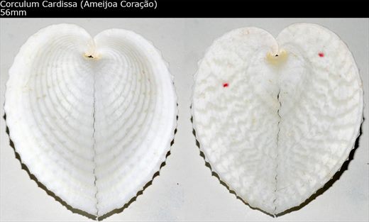 Corculum Cardissa (Ameijoa Coracao) 56mm