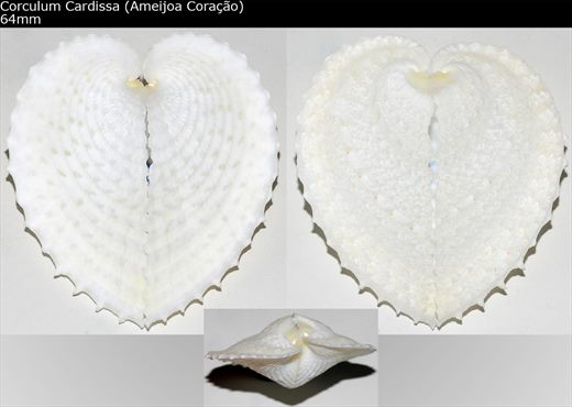 Corculum Cardissa (Ameijoa Coracao) 64mm