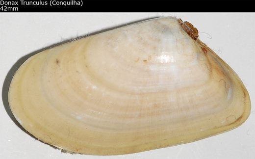 Donax Trunculus (Conquilha) 42mm