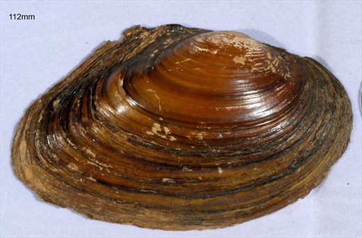 Elliptio complanata 112mm